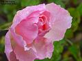 2002-1021rose